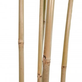Albero Home ESPRIT Poliestere Bambù 80 x 80 x 180 cm