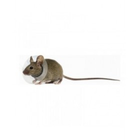 Collare Elisabettiano oer Roditori KVP Trasparente 2.5-3.2 cm