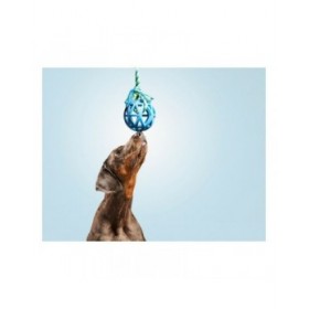 Giocattolo da mordere per cani Gloria Griglia Colori assortiti (9 cm) (9 x 30 cm)