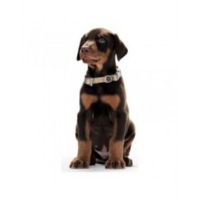 Collare per Cani Hunter Alu-Strong Arancio 20