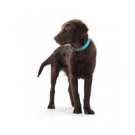 Collare per Cani Hunter Convenience Turchese