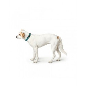 Collare per Cani Hunter Turchese 12