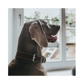 Collare per Cani Hunter Aalborg Special Cognac