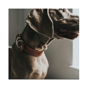 Collare per Cani Hunter Aalborg Special Cognac
