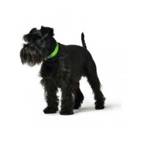 Collare per Cani Hunter Convenience Taglia S Verde (28-36 cm)