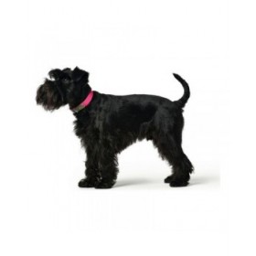 Collare per Cani Hunter Convenience Rosa S/M