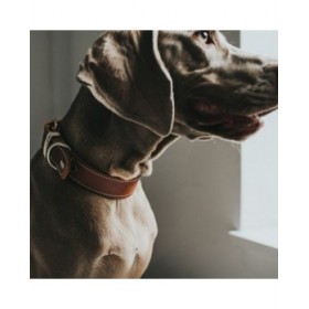 Collare per Cani Hunter Aalborg Special Cognac