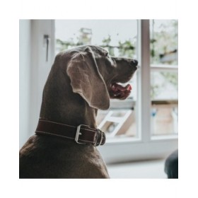 Collare per Cani Hunter Aalborg Special Cognac