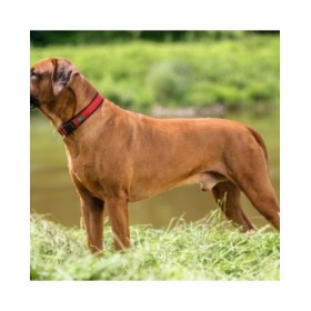 Collare per Cani Hunter Neopren Vario Rosso (30-35 cm)