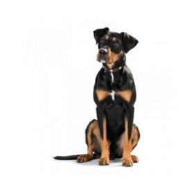 Collare per Cani Hunter Swiss 47-54 cm