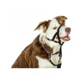Collari da addestramento per cani Company of Animals Halti Nero Museruola (29-36 cm)