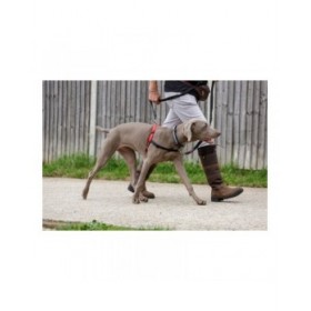 Imbracatura per Cani Company of Animals Halti Nero/Rosso Taglia M (58-86 cm)