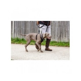 Imbracatura per Cani Company of Animals Halti Taglia S (26-36 cm)