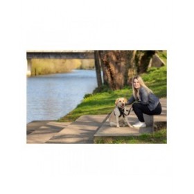 Imbracatura per Cani Company of Animals Halti Taglia M (34-56 cm)