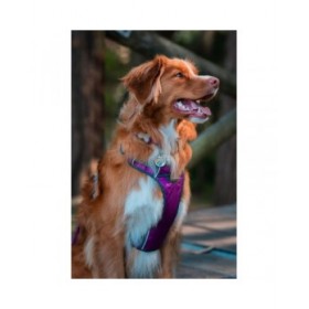 Imbracatura per Cani Red Dingo Dingo 38-58 cm 46-63 cm Viola M