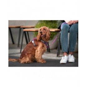 Imbracatura per Cani Red Dingo Dingo 38-58 cm 46-63 cm Viola M