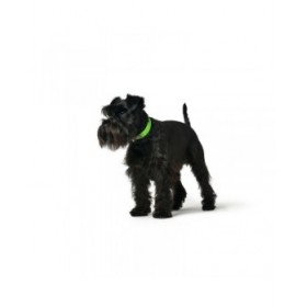 Collare per Cani Hunter Convenience 53-61 cm L/XL Verde