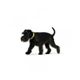 Collare per Cani Hunter Convenience 53-61 cm L/XL Giallo