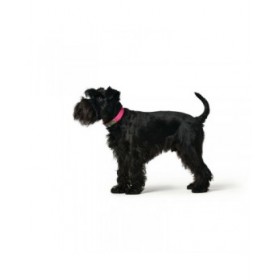 Collare per Cani Hunter Convenience 47-55 cm Fucsia L
