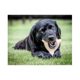 Giocattoli per cani Nylabone Pollo 11 Crema animali