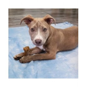 Giocattolo da mordere per cani Nylabone Marrone Bacon Artificiale S
