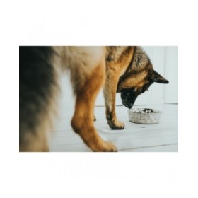 Ciotola per cani Hunter Silicone Acciaio inossidabile 550 ml