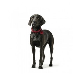Collare per Cani Hunter Aalborg Rosso M 38-47 cm
