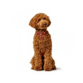 Collare per Cani Hunter Love M 41-49 cm Rosso