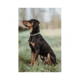 Collare per Cani Hunter Verde 45-65 cm