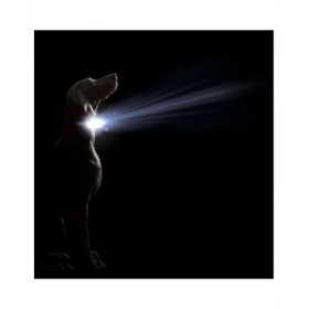 Collare per Cani Dog Gone Smart Rosso 20 Luce