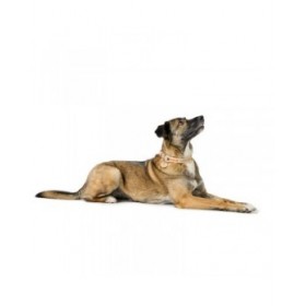 Collare per Cani Hunter Malia Beige M/L 45-54 cm