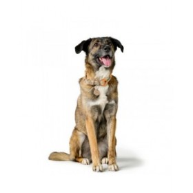 Collare per Cani Hunter Malia Arancio M/L 45-54 cm