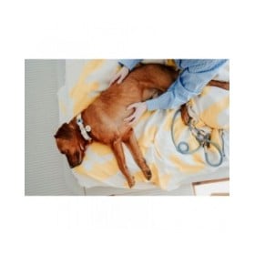 Collare per Cani Hunter Malia Azzurro M/L 45-54 cm