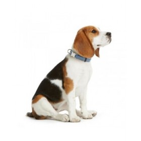 Collare per Cani Hunter VARIO BASIC Azzurro M 30-45 cm