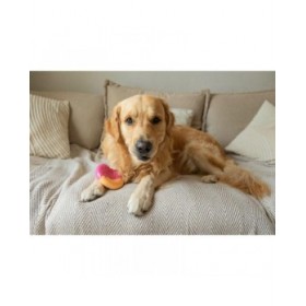Giocattoli per cani Nylabone Rosa Bacon L