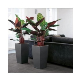 Vaso Autoirrigante Lechuza Rosso 39,5 x 39,5 x 75,5 cm polipropilene Plastica Rettangolare