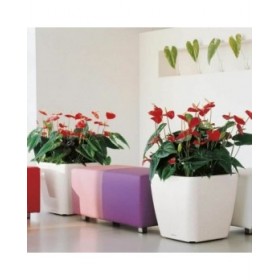 Vaso Lechuza Ø 50 cm Plastica Rettangolare