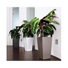 Vaso Lechuza 40 x 40 x 75 cm Plastica Quadrato