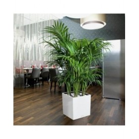 Vaso Lechuza 36 x 36 x 40 cm Nero polipropilene Plastica