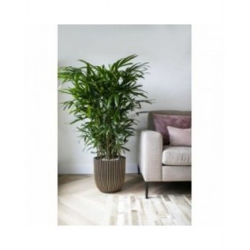 Vaso Capi Europe Dorato Plastica Rettangolare Ø 35 cm
