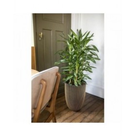 Vaso Capi Europe Dorato Plastica Rotondo Ø 27 cm