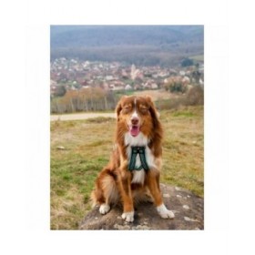 Imbracatura per Cani Olympia L