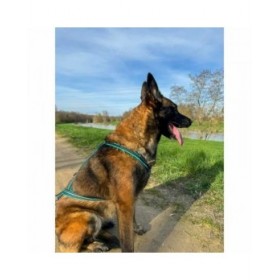 Imbracatura per Cani Olympia S