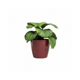 Vaso Artevasi SAN REMO Ø 42 cm Rosso (2 Pezzi)