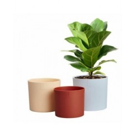 Vaso Elho