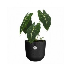 Vaso Elho