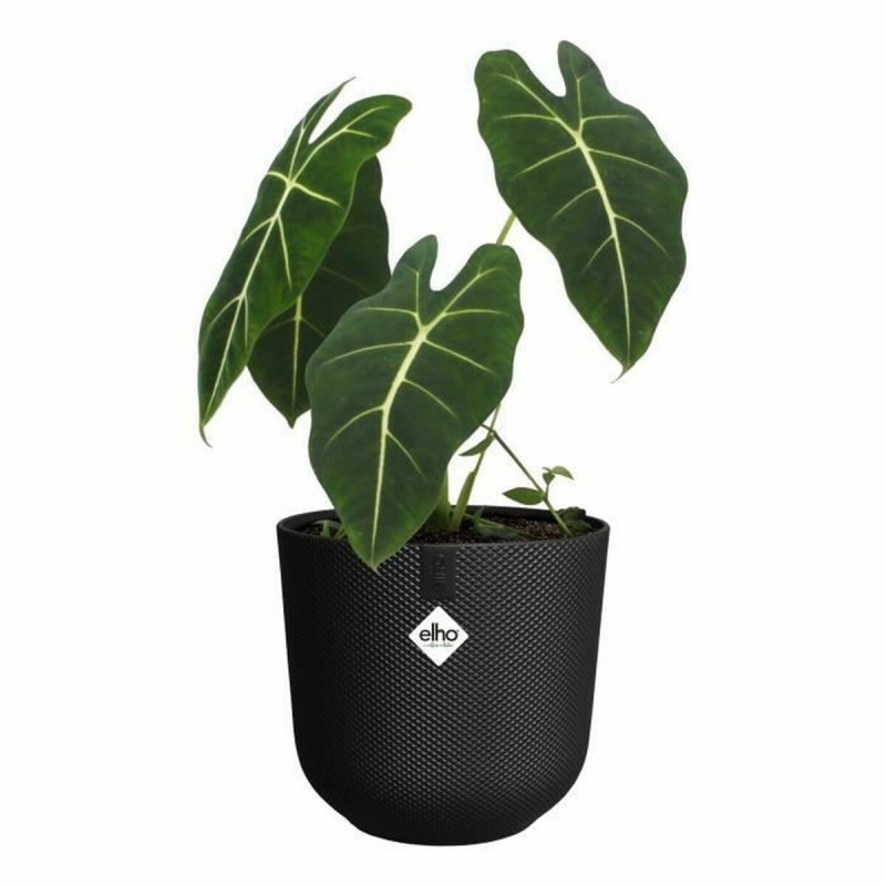 Vaso Elho