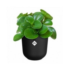 Vaso Elho