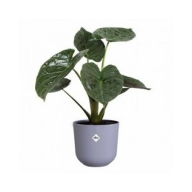 Vaso Elho