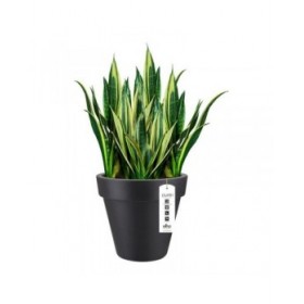 Vaso Elho 8403604042500 Antracite Ø 40 cm